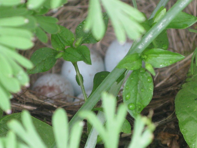 Junco's ACTUAL Nest !!