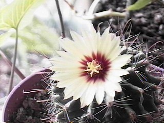 Cactus Flower !!