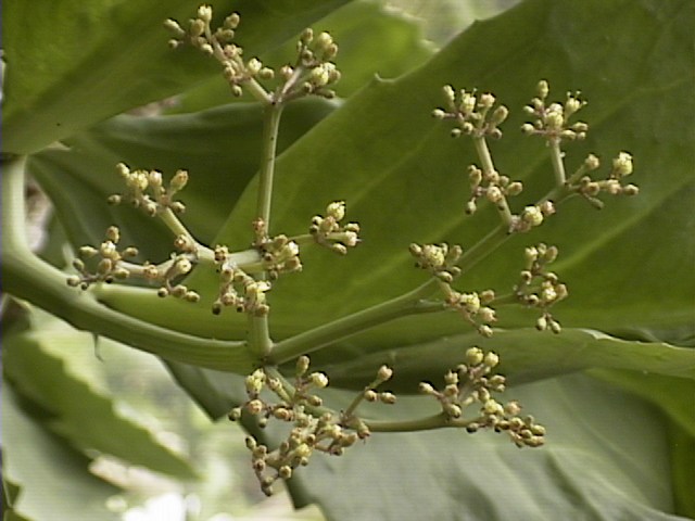 Bunches of Flowers !!